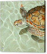 Patterns In Motion - Portrait Of A Sea Turtle Acrylic Print