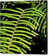 Pauched Coral Fern Acrylic Print