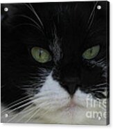 Green Eyes Of A Tuxedo Cat Acrylic Print