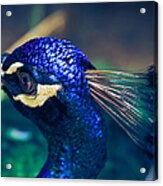 Pavo Cristatus - Indian Blue Peacock - Maui Hawaii Acrylic Print