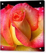 Peace Rose 001 Acrylic Print