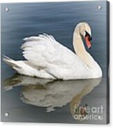 Peaceful Swan Acrylic Print