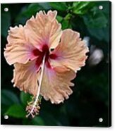 Peach And Deep Purple Hibiscus Flower Acrylic Print