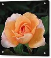 Peach Petals - Rose Acrylic Print