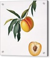 Peach Prunus Persica Acrylic Print