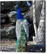 Peacock 20130107_157a Acrylic Print