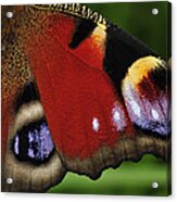 Peacock Butterfly Wing Detail Acrylic Print