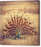 Peacock Courtship Acrylic Print