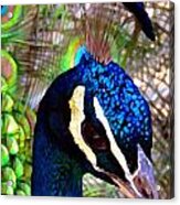 Peacock Crown 2 Acrylic Print