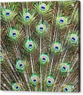 Peacock Feathers Acrylic Print