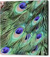 Peacock Feathers Acrylic Print