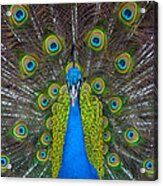 Peacock Portrait Acrylic Print