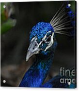 Peacock Pride Acrylic Print
