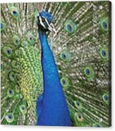Peacock Waltz Acrylic Print