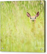 Peek A Boo Deer Acrylic Print