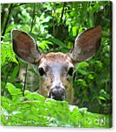 Peek-a-boo Acrylic Print