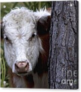 Peek A Moo Acrylic Print