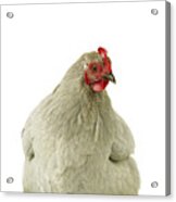 Pekin Chicken Acrylic Print
