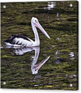 Pelican - Australia Acrylic Print