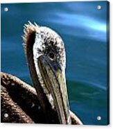 Pelican Eyes Acrylic Print