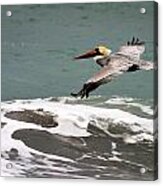 Pelican Flying Acrylic Print