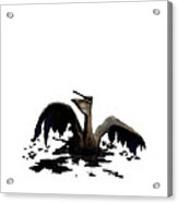 Pelican Grief Acrylic Print