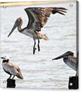 Pelican Landing Acrylic Print