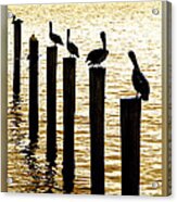 Pelican Patrol Acrylic Print