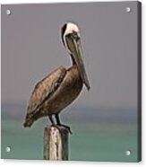 Pelican Perched On A Piling Acrylic Print
