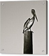 Pelican Piling Acrylic Print