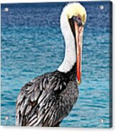 Pelican Portrait Acrylic Print