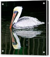 Pelican Reflecting Acrylic Print