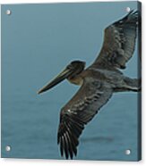 Pelican Acrylic Print