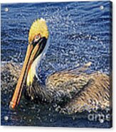 Showering Pelican Acrylic Print