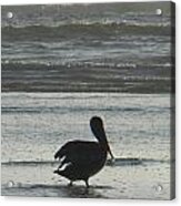 Pelican Silhouette Acrylic Print