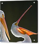 Pelican Yawn Acrylic Print