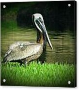 Pelicans Are Free Acrylic Print
