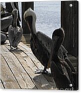 Pelicans Dockside Acrylic Print