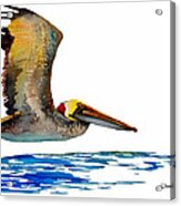 Pelican Over Water Acrylic Print