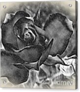 Pencil And Ink Rose Acrylic Print