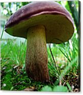Pennsylvania Woodland Fungi 2 Acrylic Print