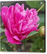 Peony Acrylic Print