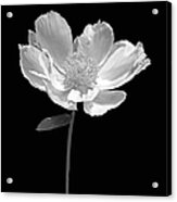 Peony Flower Portrait Black And White Acrylic Print