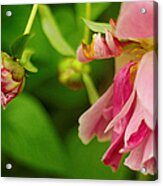 Peony Flower With Bud Acrylic Print