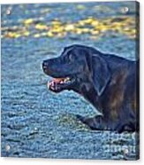 Pepper In Action Acrylic Print