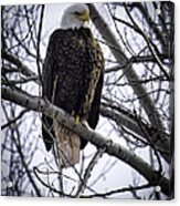 Perched Adult American Bald Eagle Acrylic Print