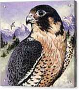 Peregrine Falcon Acrylic Print
