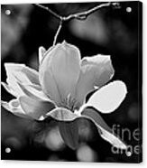 Perfect Bloom Magnolia In White Acrylic Print