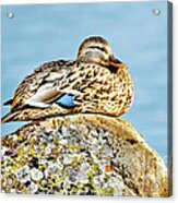 Perfect Resting Rock Acrylic Print