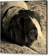 Pet Portrait-waiting For Mom Acrylic Print